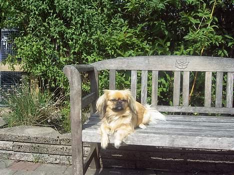 Pekingeser SPIRIT billede 16