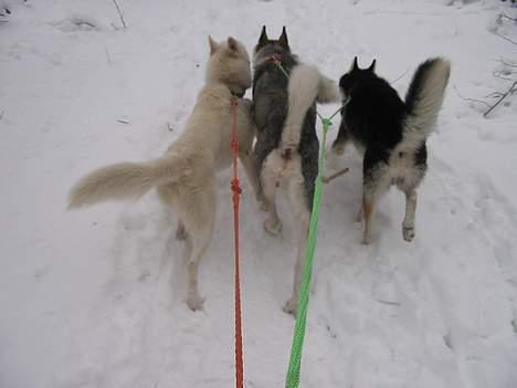 Alaskan husky BALTO aflivet billede 20