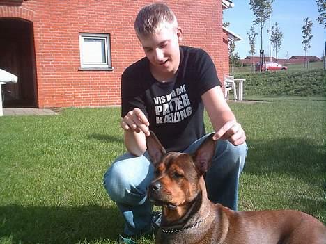 Blanding af racer rottweiler/Am.Bull Klunte billede 13