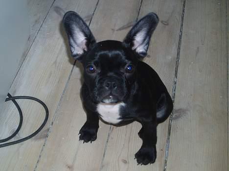 Fransk bulldog Fiona - 13 uger, så står de. billede 11