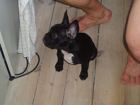 Fransk bulldog Fiona billede 12