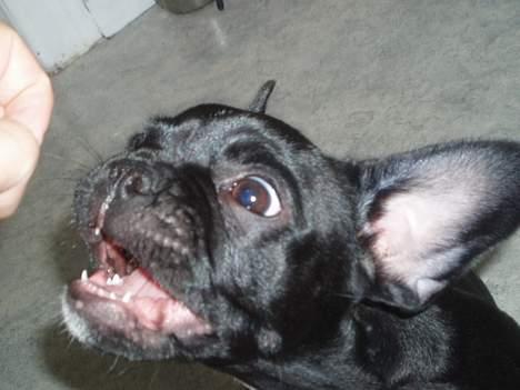 Fransk bulldog Fiona billede 13