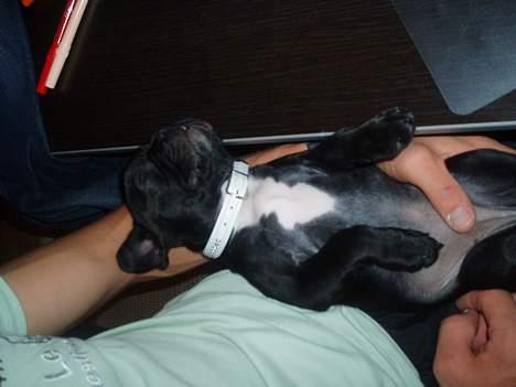 Fransk bulldog Fiona billede 14