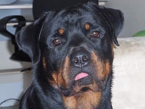 Rottweiler Laban billede 2