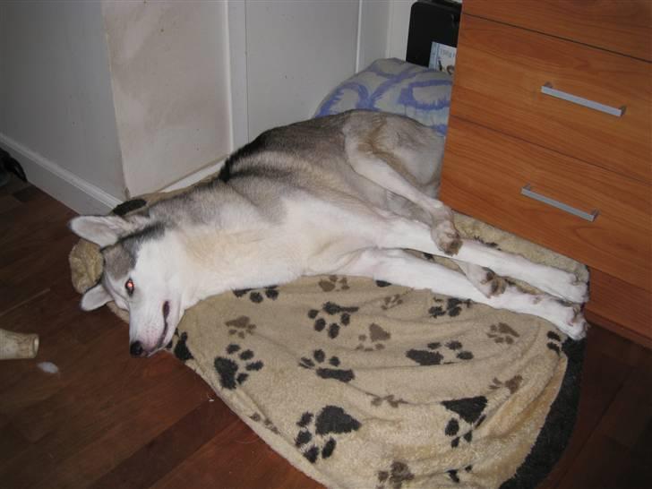 Siberian husky Kenzo billede 16