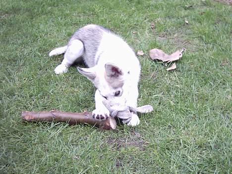 Siberian husky Kenzo billede 17