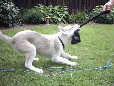 Siberian husky Kenzo - Ihhhh giv mig så den sok....... c",) billede 18