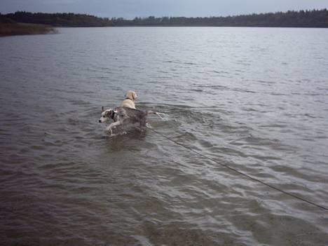 Siberian husky Kenzo - Ih uh ah........KOLDT!!! c",) billede 19