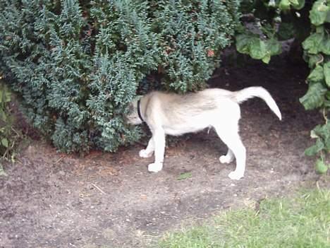 Siberian husky Kenzo - Halloooo?? Er der nogen derinde?? c",) billede 20