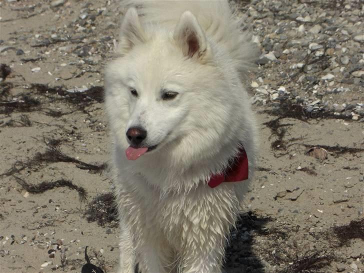 Samojedhund Åse - Åse <3 billede 1