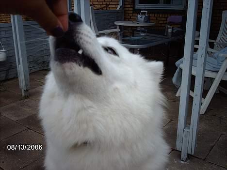 Samojedhund Åse - Åse <3 billede 2