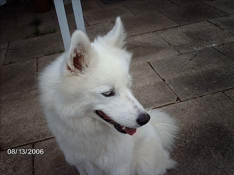 Samojedhund Åse - Åse <3 billede 3