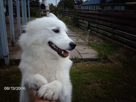 Samojedhund Åse - Åse <3 billede 4