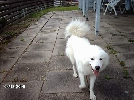 Samojedhund Åse - Åse <3 billede 6