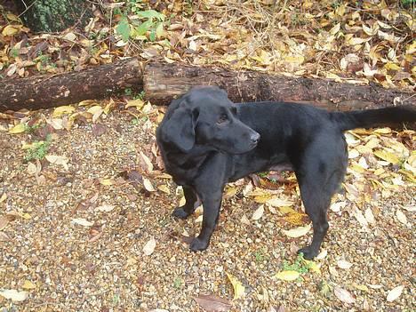 Labrador retriever Gertrud ;) billede 1