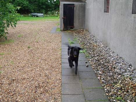 Labrador retriever Gertrud ;) billede 2