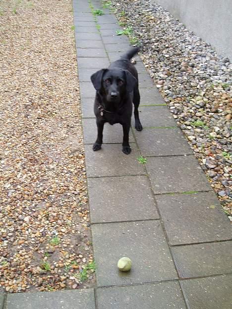 Labrador retriever Gertrud ;) billede 3
