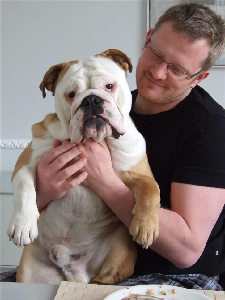 Engelsk bulldog Møffe - Han tror han er en skødehund selvom han er oppe og veje 27 kilo:) billede 16