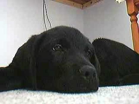 Blanding af racer Balou - Ikke ret gammel billede 4