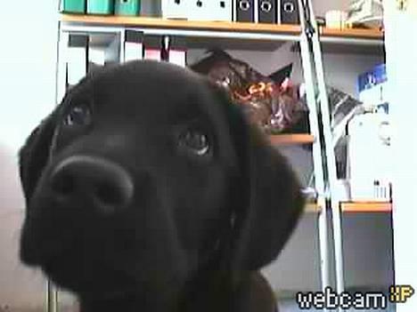 Blanding af racer Balou - Ikke ret gammel billede 5