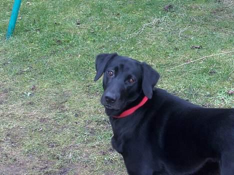 Labrador retriever Bella  billede 12