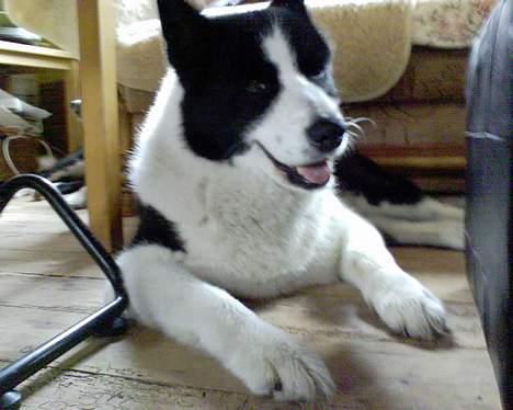 Karelsk bjørnehund Bjørnehusets Takki*Død* - Gemmer mig fra kameraet..hi hi billede 18