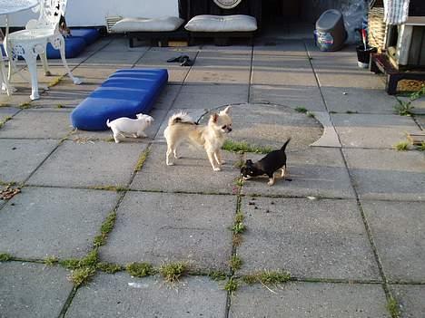 Chihuahua Coco - Coco leger med Anton og Maxi,  som er ude for første gang. billede 6