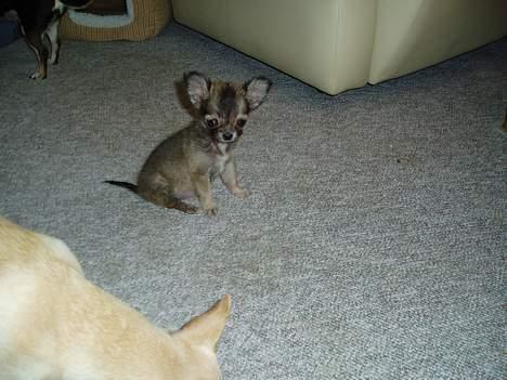 Chihuahua Coco - Coco 8 uger. billede 7