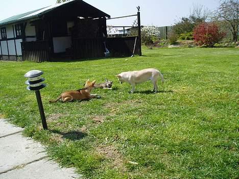 Chihuahua Coco - Coco leger med Fie og Shadow billede 8