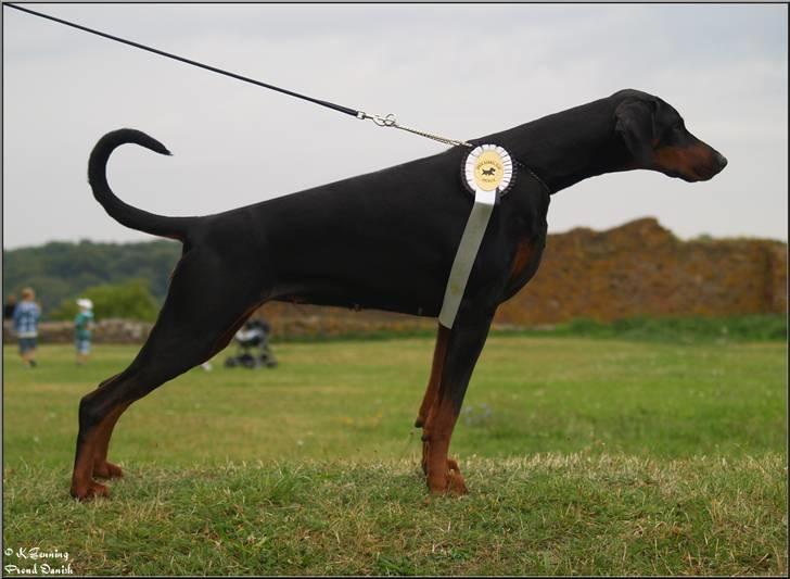 Dobermann *¤*Grace/Chica*¤* R.I.P. - Chica Aug 2010  billede 2