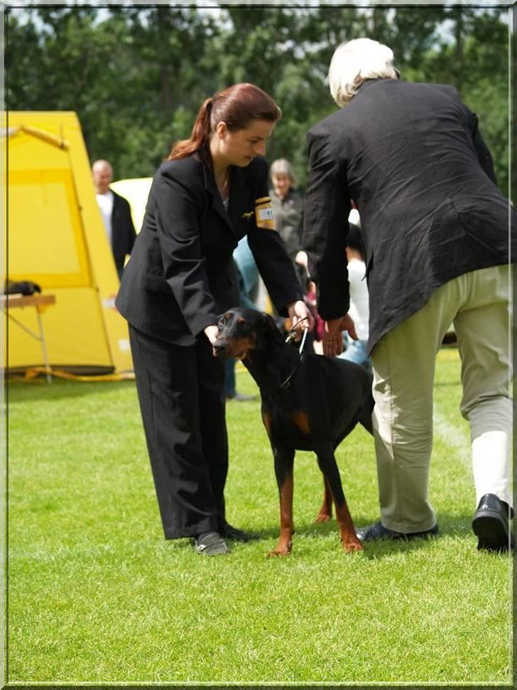 Dobermann *¤*Grace/Chica*¤* R.I.P. - Chica i Ballerup så skal der bedømmes ;O) billede 3