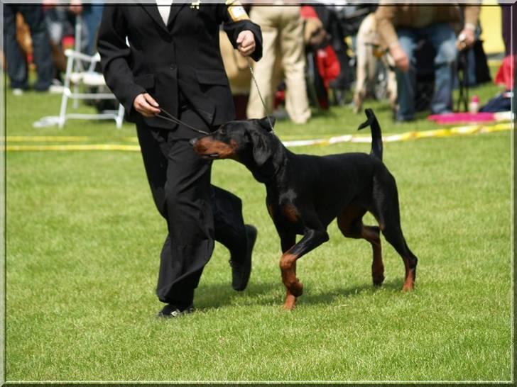 Dobermann *¤*Grace/Chica*¤* R.I.P. - Dommeren skulle jo også lige se hende i løb forfra og bagfra ;O) billede 4