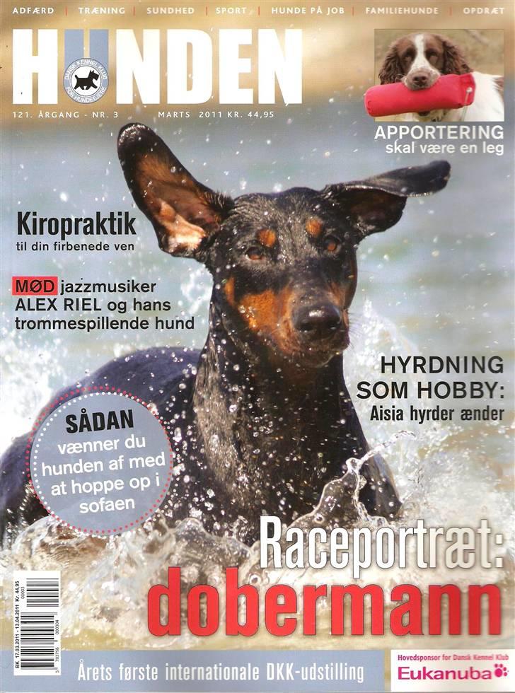 Dobermann *¤*Grace/Chica*¤* R.I.P. - Forsidehund på DKK´s Hunden Marts 2011 billede 5