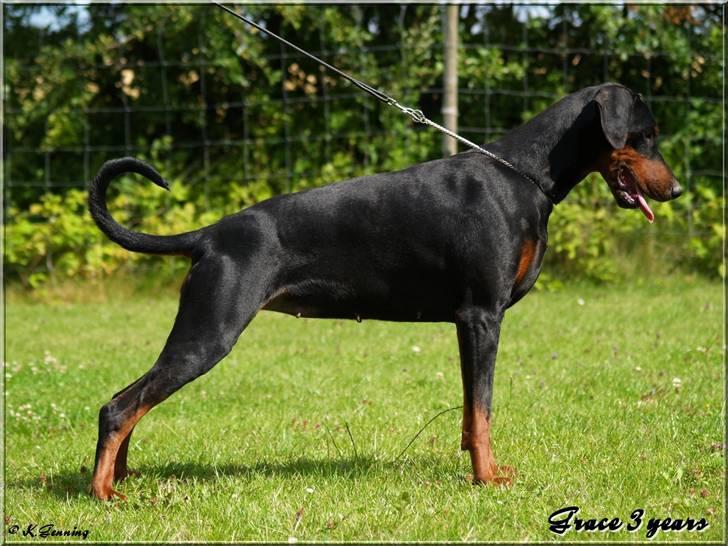 Dobermann *¤*Grace/Chica*¤* R.I.P. billede 6
