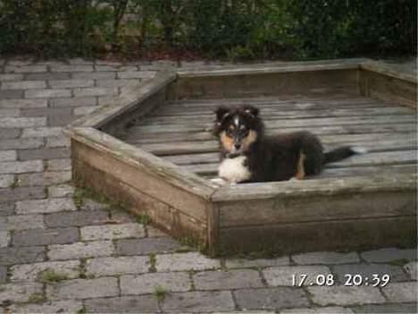 Shetland sheepdog Taylor billede 15