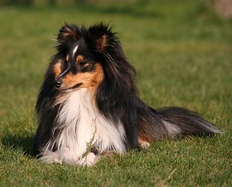 Shetland sheepdog Taylor billede 16