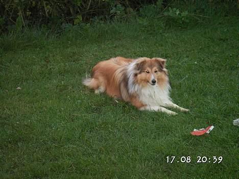 Shetland sheepdog Simba billede 14