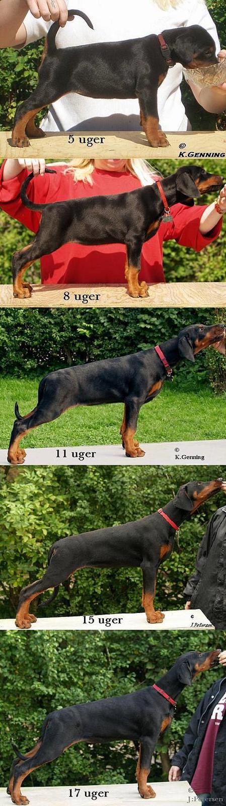 Dobermann *¤*Grace/Chica*¤* R.I.P. - Genning´s Grace fra 5 uger til 17 uger ;o) Smuk det er hun! billede 7