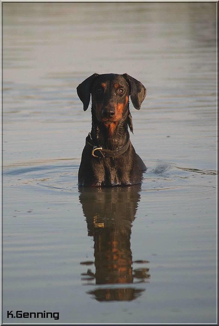 Dobermann *¤*Grace/Chica*¤* R.I.P. - NYT 19/6-2007 billede 8