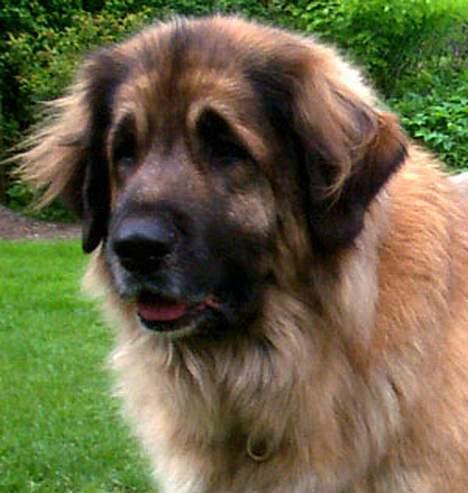 Leonberger Nahla billede 1