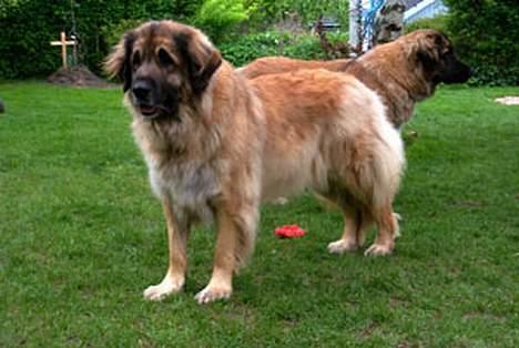 Leonberger Nahla - Nahla i 2003 billede 2