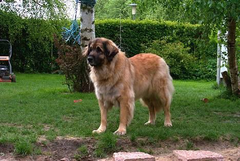 Leonberger Nahla - Nahla i 2003 billede 3