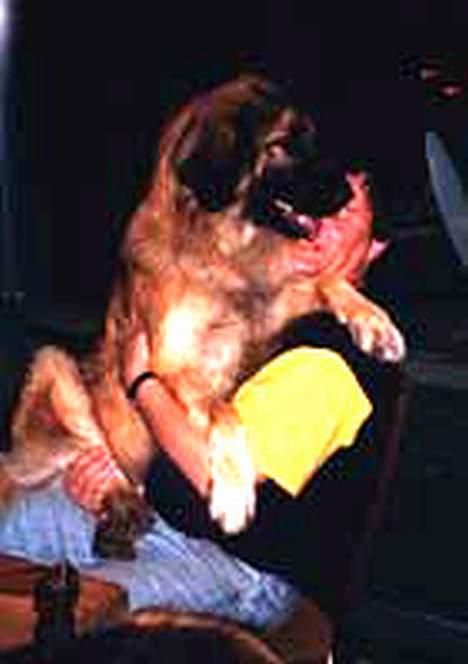 Leonberger Nahla - aldrig for stor til at sidde på skødet, vel far?? billede 4