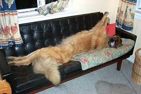 Leonberger Nahla - altså ..... hvor skal I andre sidde? billede 5