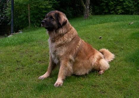Leonberger Nahla - Når maven er for tung, og hvalpene sparker, er det en klog hund der sætter sig, så maven bliver understøttet billede 6