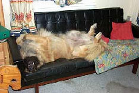 Leonberger Nahla - Jamen, jeg KAN ikke fylde mindre. Jeg prøver jo ..... billede 7