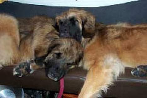 Leonberger Nahla - Hvornår er det min tur til at ligge øverst ?? Nahla og datter, Alaika, på vej hjem fra udstilling billede 8