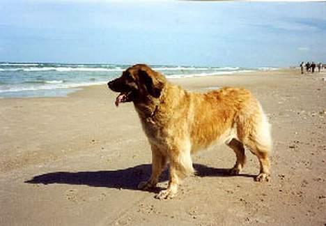 Leonberger Nahla - Åhhhhh ...havet :-)) billede 9