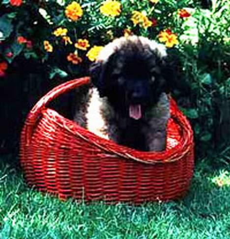 Leonberger Nahla - Så lille var jeg engang ........ billede 10