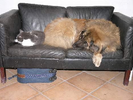 Leonberger Nahla - Okey ,....... Peter må også gerne være her. billede 11